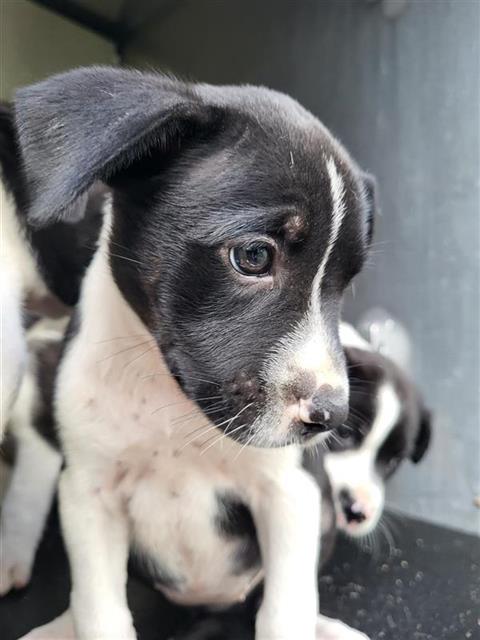 PENNY