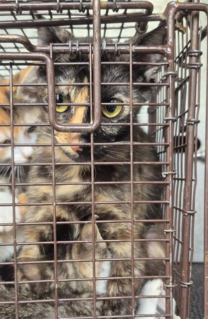 CHIQUITA, Adult Domestic Short Hair (medium coat), cat for adoption in San Antonio, Texas