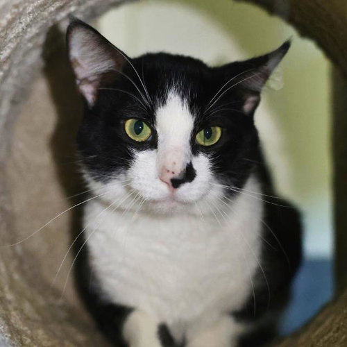 JASON, Adult Domestic Medium Hair (medium coat), cat for adoption in San Antonio, Texas