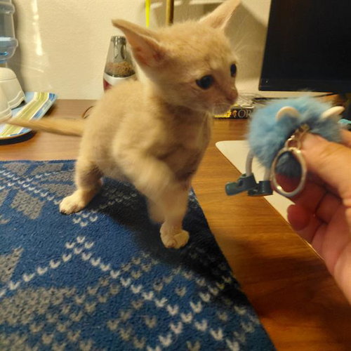 COSMO, Baby Domestic Short Hair (medium coat), cat for adoption in San Antonio, Texas