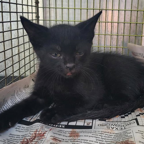 BOBBY, Baby Domestic Short Hair (medium coat), cat for adoption in San Antonio, Texas
