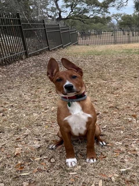SCOOBY