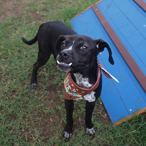 HAZEL, an adoptable Boxer in San Antonio, TX