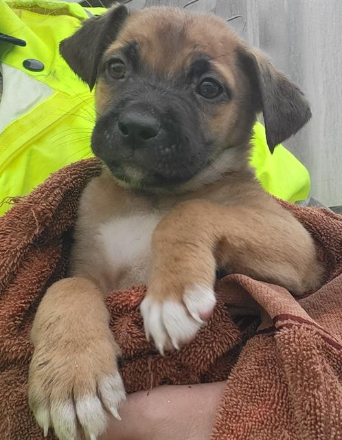 PIP
