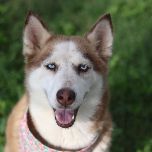 HAZEL