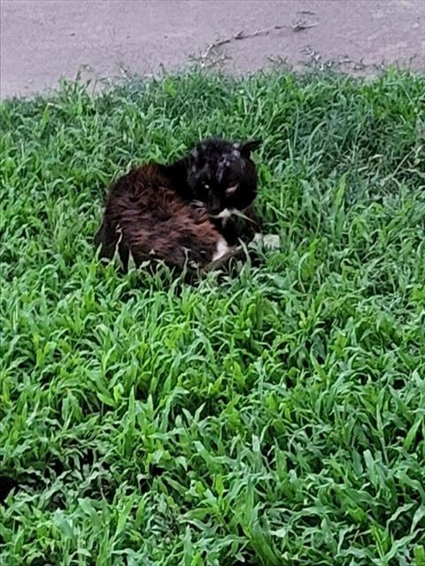 CHARLIE