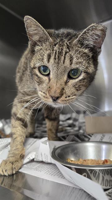 LOPPY, Adult Domestic Short Hair (medium coat), cat for adoption in San Antonio, Texas