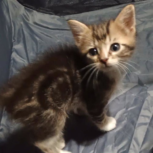 A802790