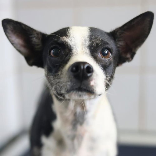 OREO
