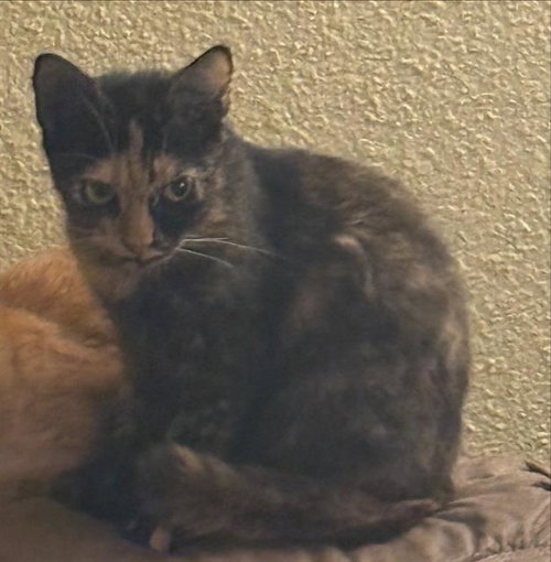 CAT 1