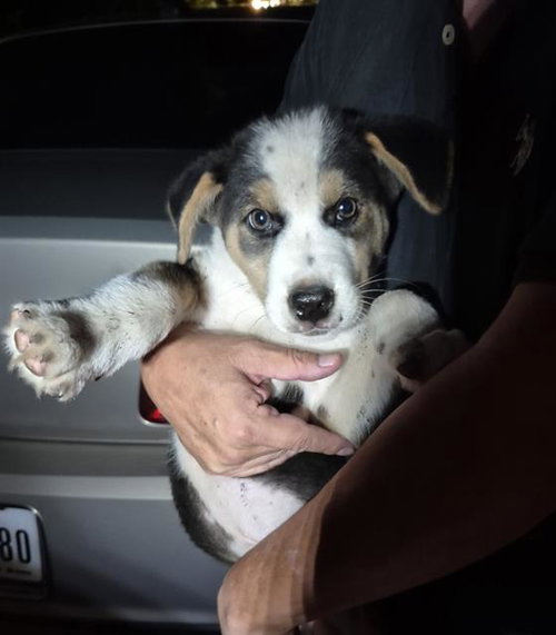 SAMMY