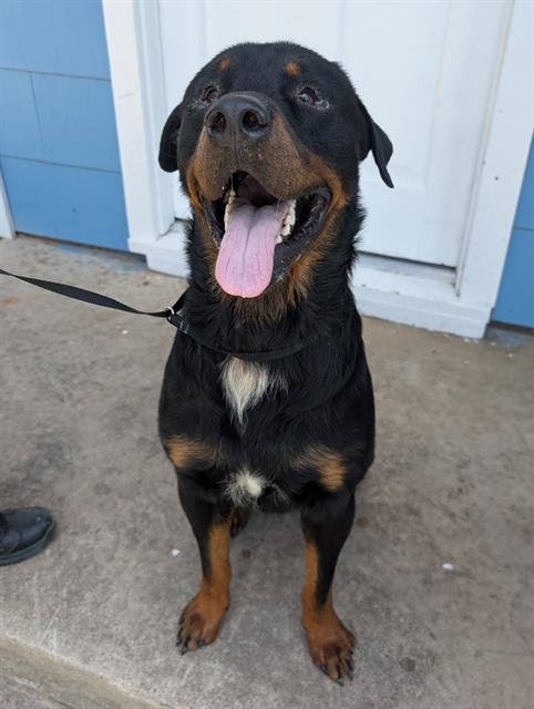 REX