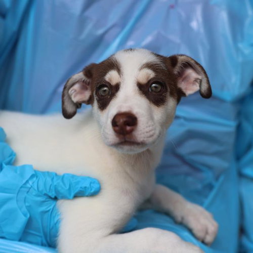 WALNUT, an adoptable Husky in San Antonio, TX