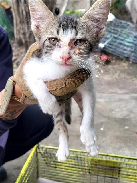 LOKI