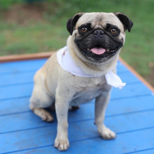 PUDGE