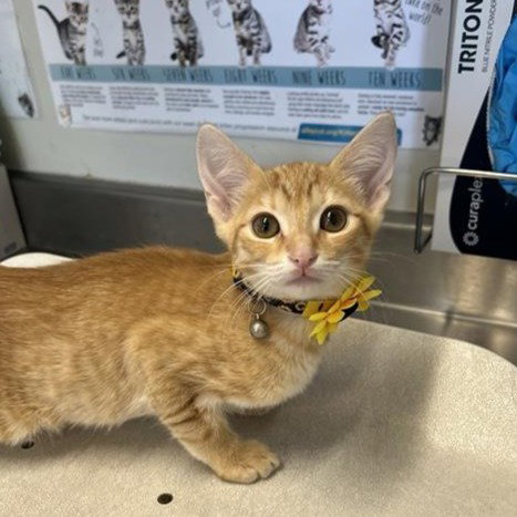 NALA