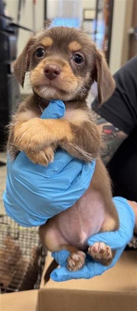 MATEO