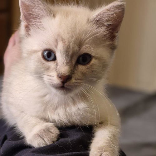 COTTONBALL