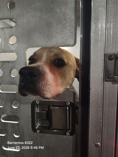 CRIMSON, an adoptable Golden Retriever in San Antonio, TX
