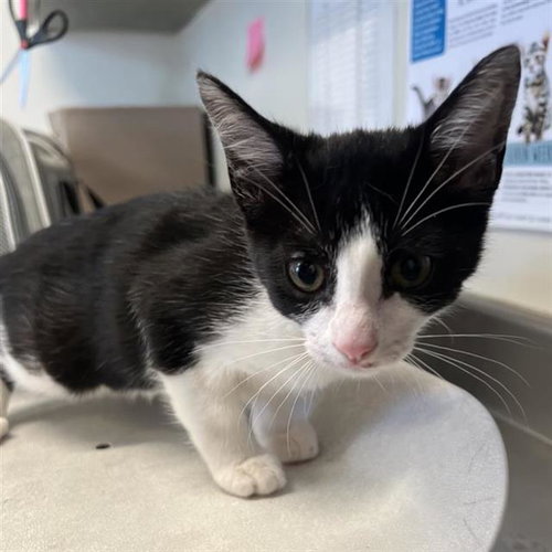 BUCKEYE