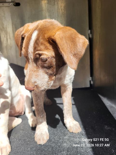 COCO