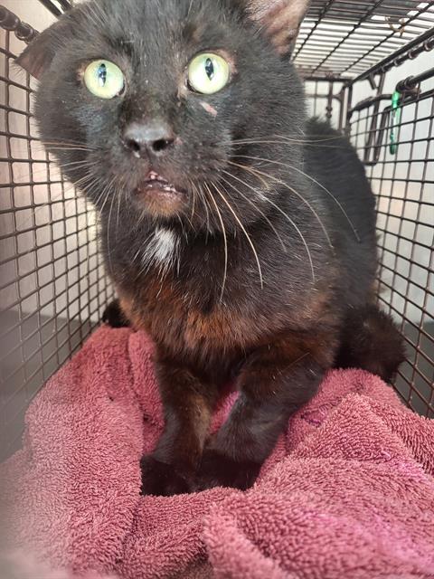 SUNNY, Adult Domestic Short Hair (medium coat), cat for adoption in San Antonio, Texas