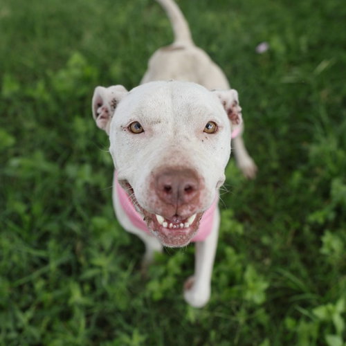 NOVA