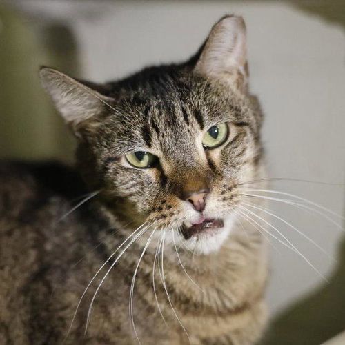 2-9 BUDDY