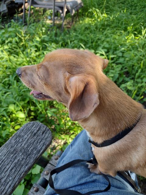 PEANUT