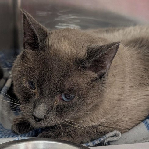 SUSHI, an adoptable Domestic Short Hair in San Antonio, TX
