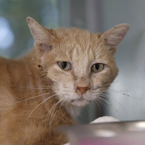 MORRIS, an adoptable Domestic Short Hair in San Antonio, TX
