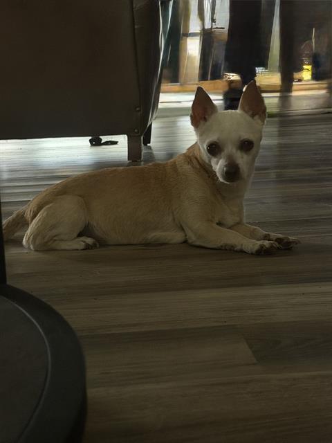 GIA