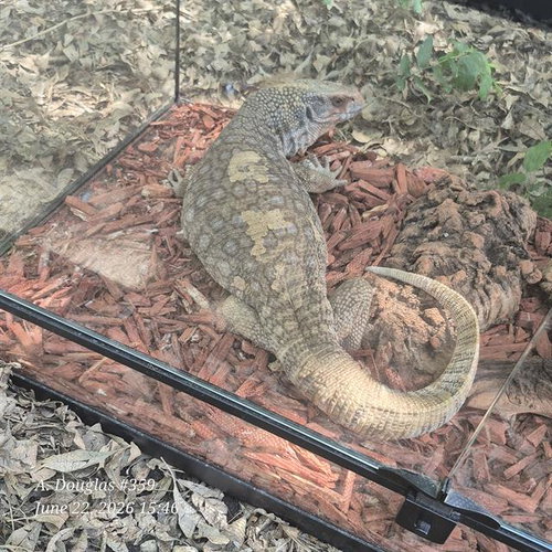 LIZZARD