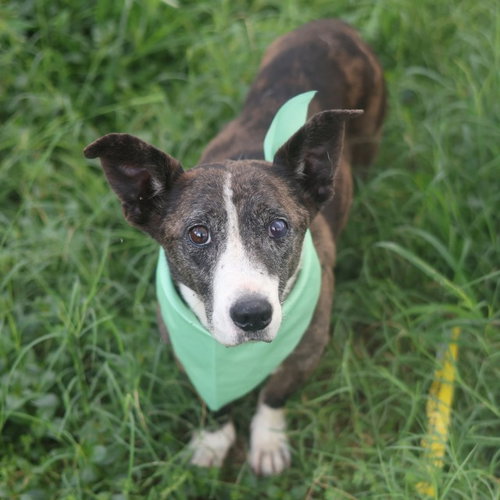 MOGLEY