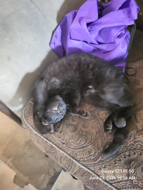 PRINCE