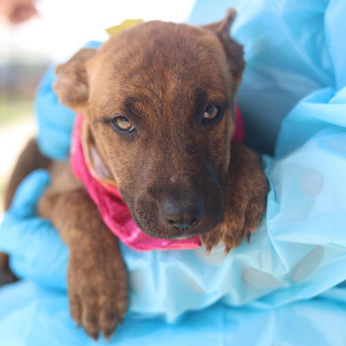 NELLIE, an adoptable Plott Hound in San Antonio, TX