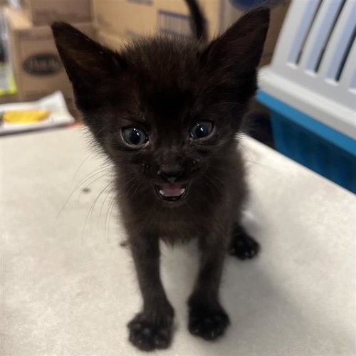 DUST BUNNY, an adoptable Domestic Short Hair in San Antonio, TX