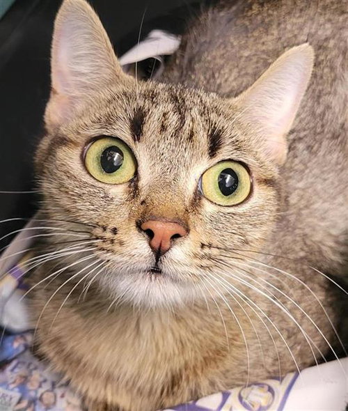 Fiona