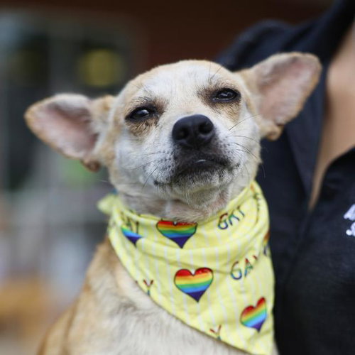 COOKIE, an adoptable Terrier in San Antonio, TX