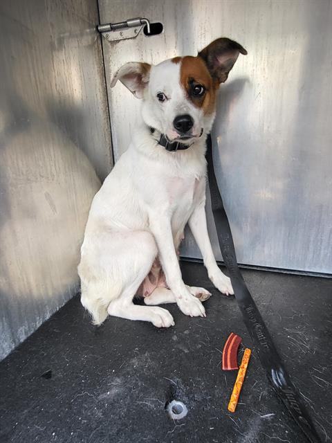 CHIQUITA, an adoptable Rat Terrier in San Antonio, TX