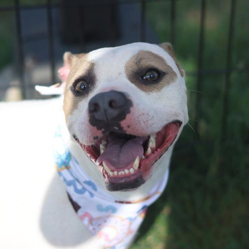 KODA, an adoptable Mastiff in San Antonio, TX