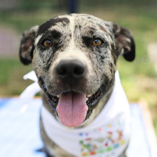 MANCHAS, an adoptable American Staffordshire Terrier in San Antonio, TX