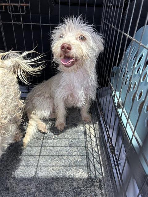 FOXTROT, an adoptable Maltese in San Antonio, TX