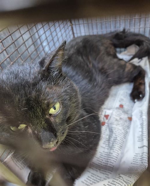 Sir Isaac Mewton