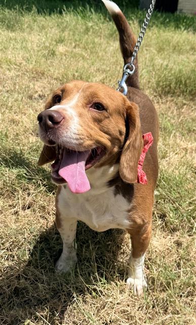 DOC, an adoptable Beagle in San Antonio, TX