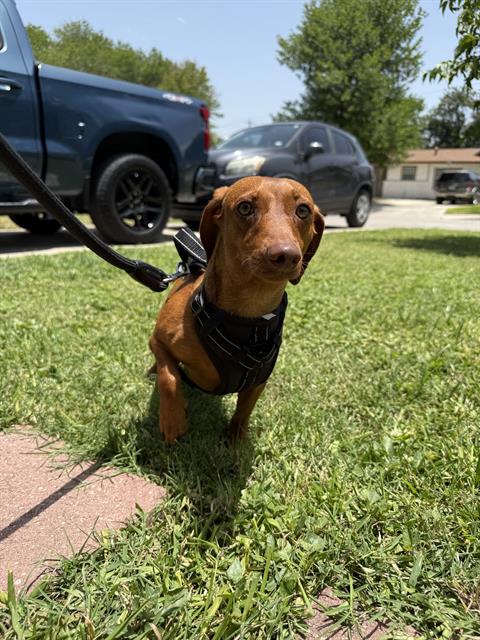 REX, an adoptable Dachshund in San Antonio, TX