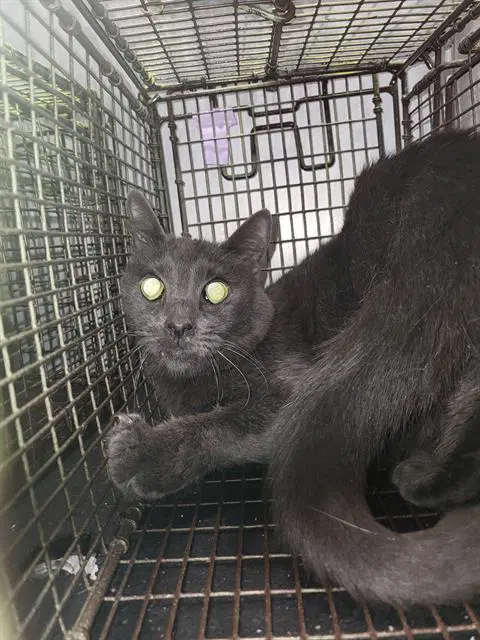 Skipper - Domestic Short Hair