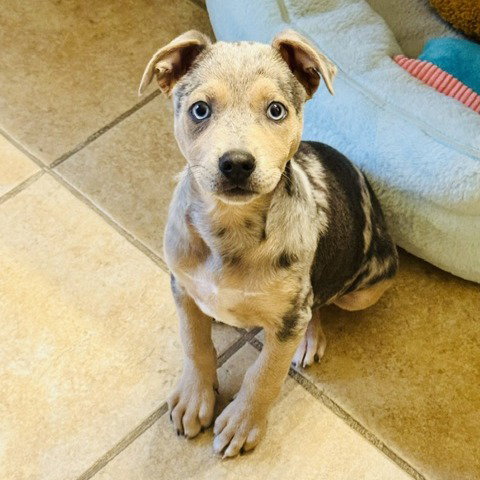 BLUEY, an adoptable Catahoula Leopard Dog in San Antonio, TX