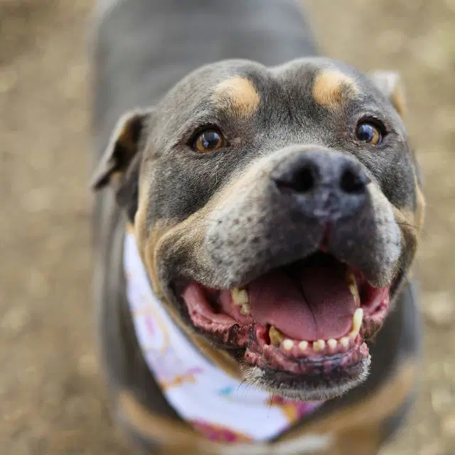 Ammo - Staffordshire Bull Terrier