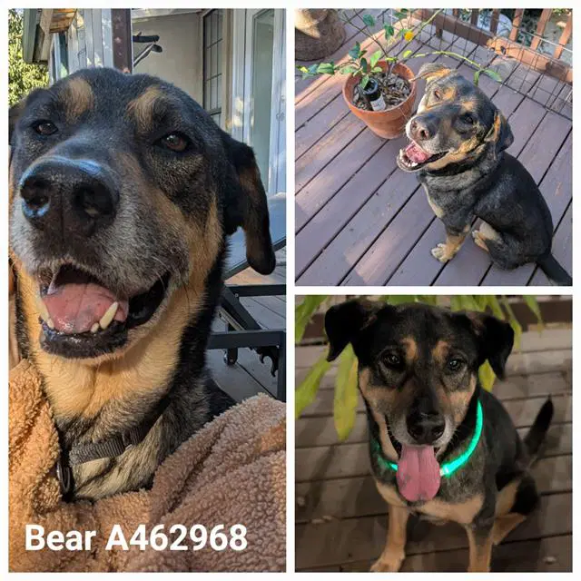 Bear - Rottweiler